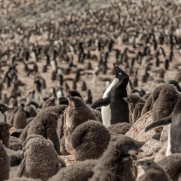La gripe aviar pone en riesgo la biodiversidad de la Antártida