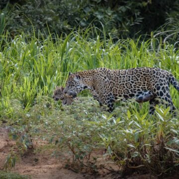 Atropellan y matan otro yaguareté en Misiones