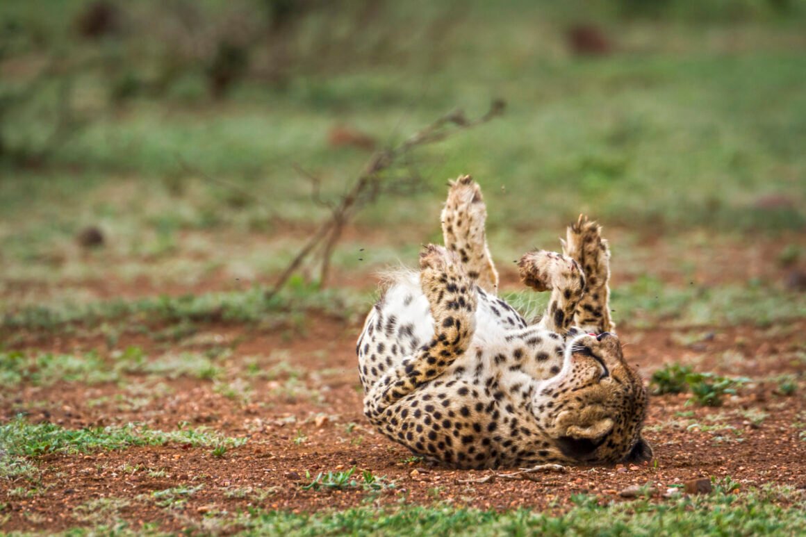 Greenpeace repudió la muerte de un cachorro de yaguareté en Misiones