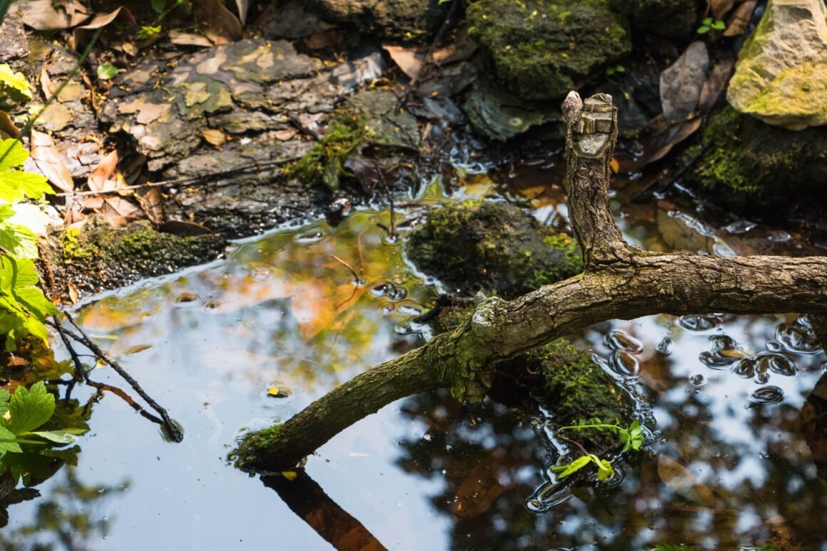 La deforestación lleva a varias especies endémicas de la Amazonía al borde de la extinción