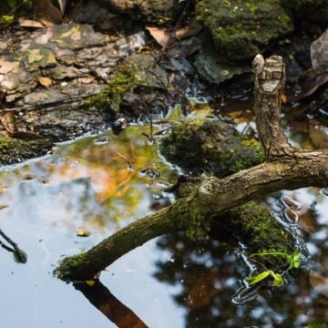 La deforestación lleva a varias especies endémicas de la Amazonía al borde de la extinción La deforestación lleva a varias especies endémicas de la Amazonía al borde de la extinción