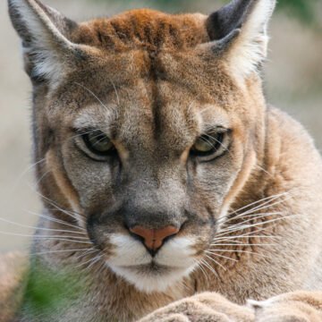 La actualidad de los pumas y otros felinos salvajes en Chile