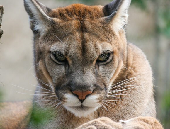 La actualidad de los pumas y otros felinos salvajes en Chile