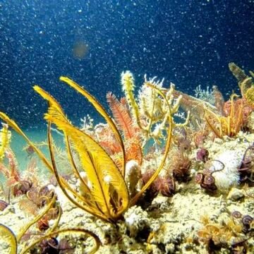  El océano Atlántico está en un estado anómalo que desconcierta a los meteorólogos