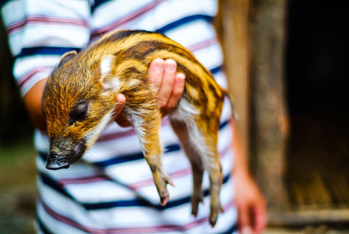 Nacimiento de un pudú en Argentina: un paso importante para la conservación de una especie en peligro