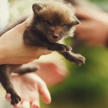 Tráfico ilegal de fauna en Argentina