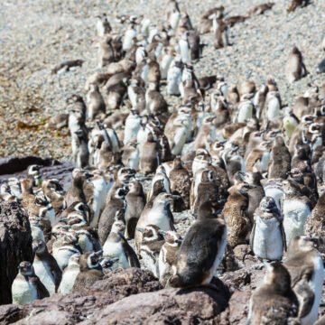 Ricardo La Regina condenado por la matanza de pingüinos en Punta Tombo