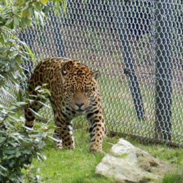 Ciudad de Buenos Aires deberá asumir la responsabilidad por los yaguaretés del Ecoparque