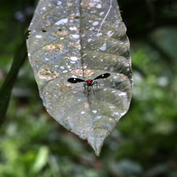 COP16: Colombia es sede mundial de la biodiversidad