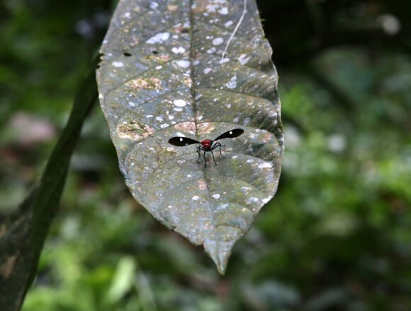 COP16: Colombia es sede mundial de la biodiversidad