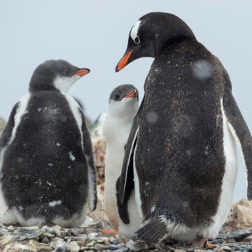  Condenaron la masacre de pingüinos en Punta Tombo como “Ecocidio” 