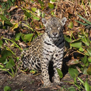 Greenpeace Argentina denuncia el atropello de un cachorro de yaguareté en Misiones