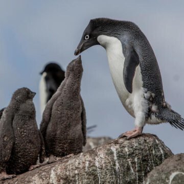  Punta Tombo: un fallo histórico condenó a un productor agropecuario por la matanza de pingüinos