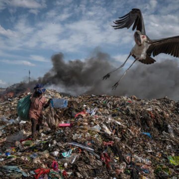 Más de 1300 aves desaparecerán por una extinción masiva en los próximos siglos