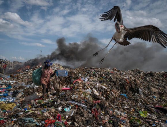 Más de 1300 aves desaparecerán por una extinción masiva en los próximos siglos