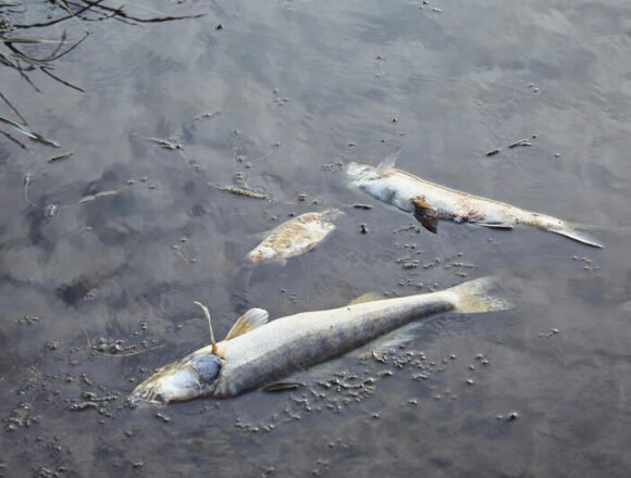 Investigan la aparición de miles de peces muertos en el río Salí