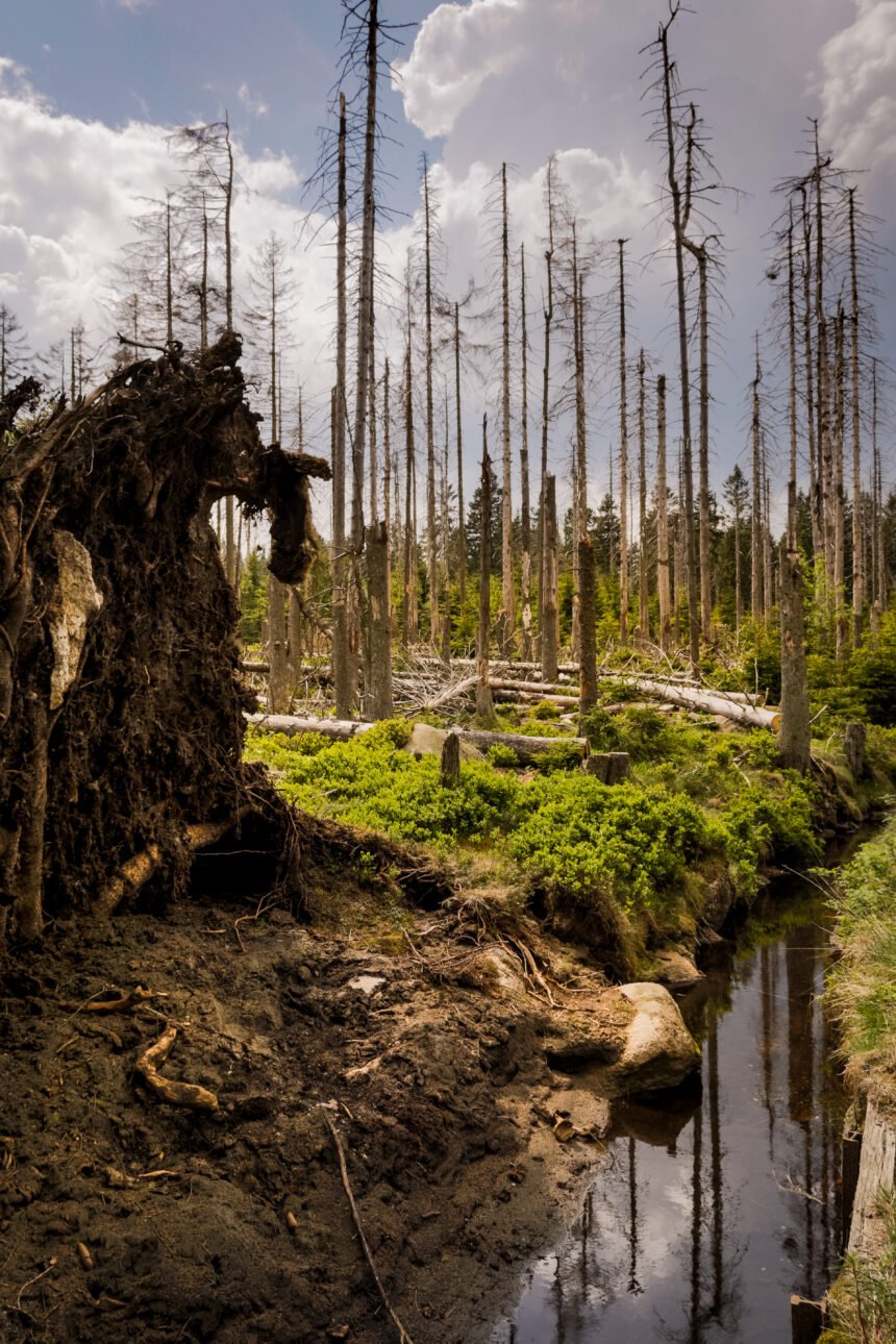 Aprobación de la destrucción de 700.000 hectáreas en Salta: un retroceso para los bosques y las comunidades