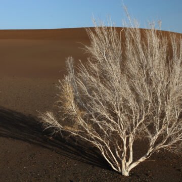 El aumento de la desertificación en el Cono Sur: cómo frenar la expansión de los desiertos