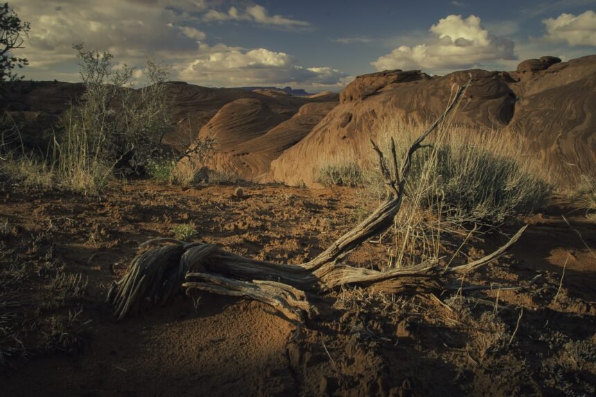 El impacto ambiental de la deforestación del Gran Chaco: Un peligro para la biodiversidad