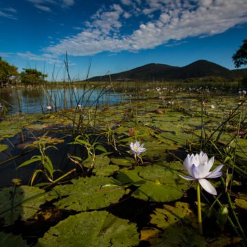 El milagro de la Laguna Aculeo, un humedal en plena recuperación