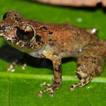 Redescubren una especies de rana en Santander que evitó la extinción