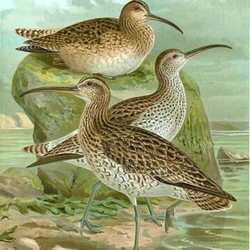 Extinción del zarapito fino: una señal de alarma para la biodiversidad europea