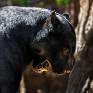 Caza indiscriminada de pumas: qué medidas se pueden llevar a cabo para proteger a los felinos