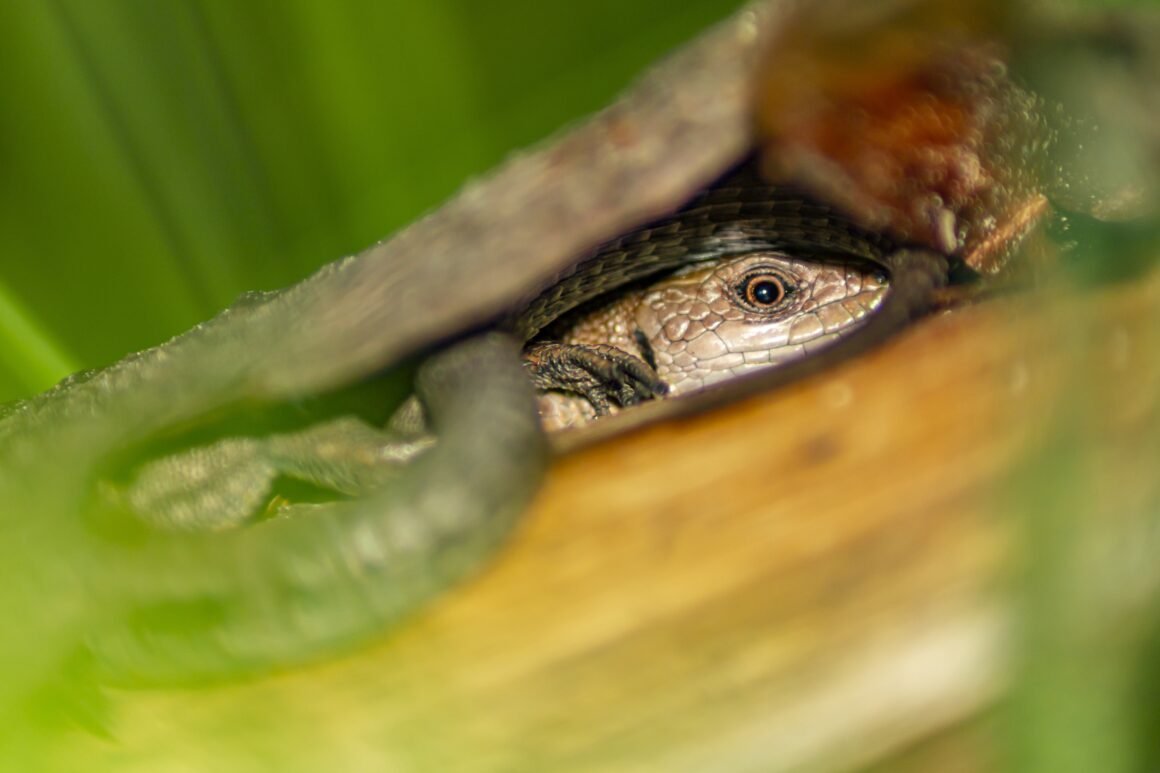 Especies endémicas y el valor de su conservación para la biodiversidad global