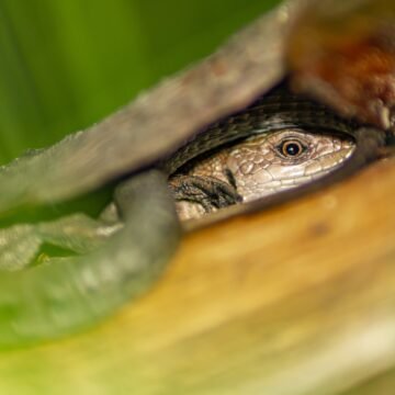Especies endémicas y el valor de su conservación para la biodiversidad global Especies endémicas y el valor de su conservación para la biodiversidad global