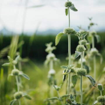 ¿Es la soja perjudicial para el medio ambiente?