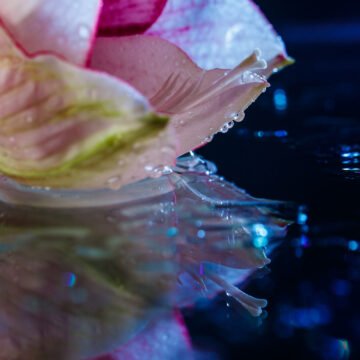 El impacto ecológico de las floraciones algales de agua dulce sobre la calidad del agua