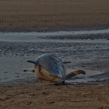 Muerte de un delfín en Mar del Tuyú: un lamentable incidente que resalta la importancia de la conservación marina