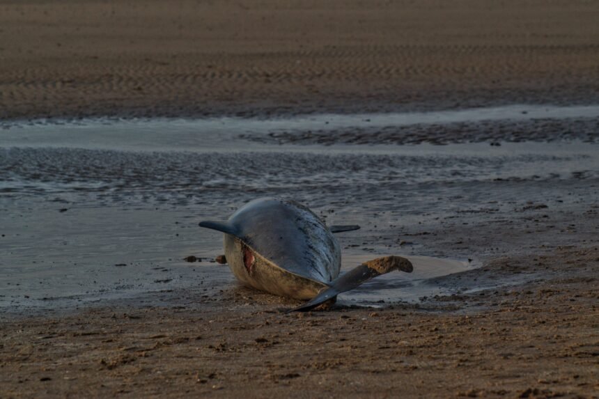 Muerte de un delfín en Mar del Tuyú: un lamentable incidente que resalta la importancia de la conservación marina