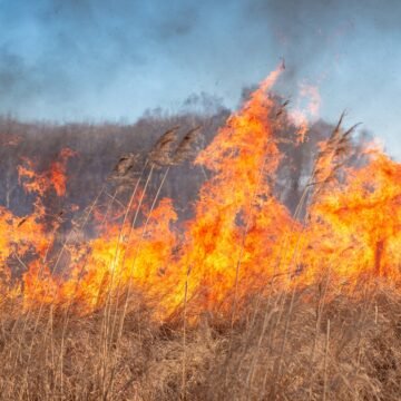Los incendios forestales en California: ¿fenómeno impulsado por el cambio climático?