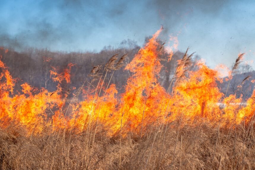 Los incendios forestales en California: ¿fenómeno impulsado por el cambio climático?