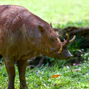 Entre Ríos declara plaga al jabalí y otras especies invasoras: implicancias y medidas a tomar