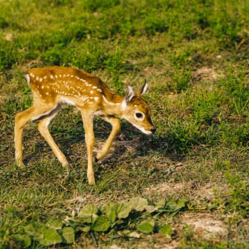 Conservación de especies: nace un cervatillo de pudú en Argentina
