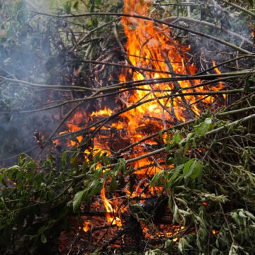 Incendios en el Parque Nacional Nahuel Huapi: un desafío continuo para la conservación