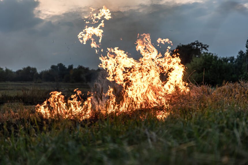 Los incendios en la Patagonia no se detienen: ¿cuántas hectáreas afectaron?