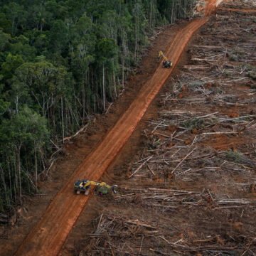 Aprueban un nuevo ordenamiento territorial que permite el desmonte de 700 mil hectáreas en Salta