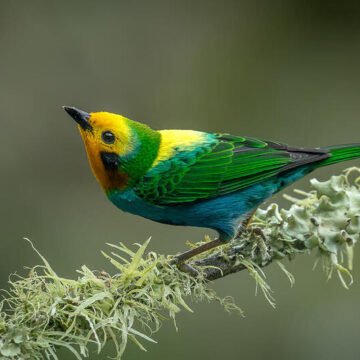Estos son los países con mayor biodiversidad del planeta