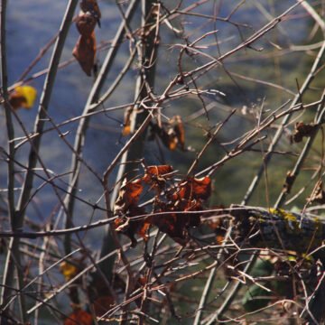 El ecocidio previsto en los bosques andino patagónicos de Argentina