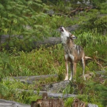 Un lobo solitario aúlla en medio de un bosque verde, con el hocico apuntando hacia el cielo. El entorno está cubierto de vegetación densa y troncos caídos, evocando un hábitat salvaje y natural.