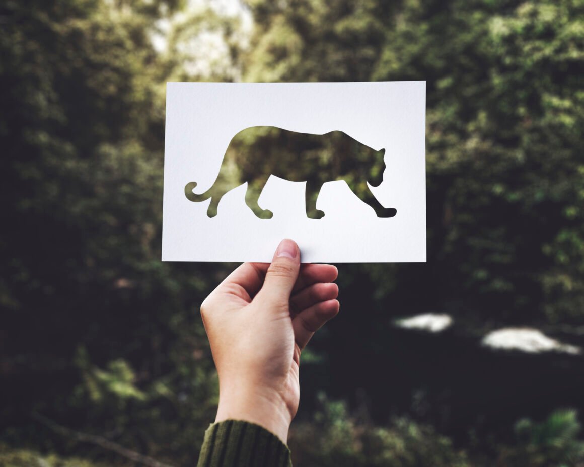 Persona sostiene un recorte en forma de puma sobre un fondo natural, simbolizando la relación entre la fauna silvestre y su hábitat en riesgo.