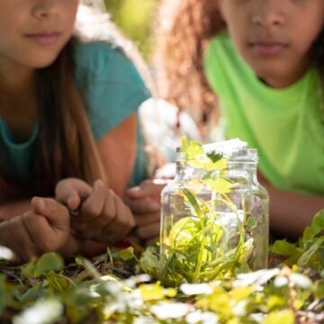 Dos niñas observan atentamente un frasco de vidrio lleno de hojas y plantas recolectadas, mientras están acostadas sobre el pasto en un entorno natural, rodeadas de vegetación.