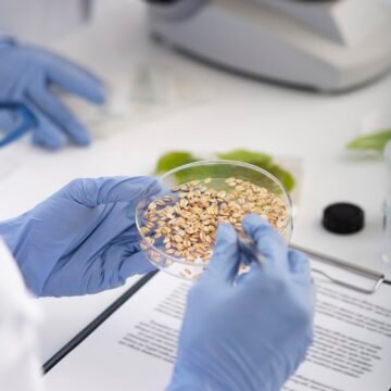 Manos con guantes de látex sostienen una cápsula de Petri con granos bajo análisis en un laboratorio, con un microscopio al fondo.