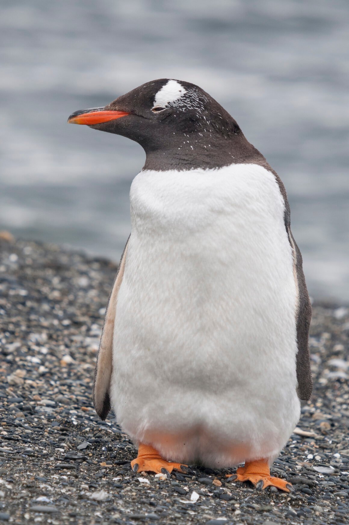 Pingüino de Magallanes de pie sobre una playa pedregosa en la costa argentina, mirando hacia el horizonte con el mar de fondo.