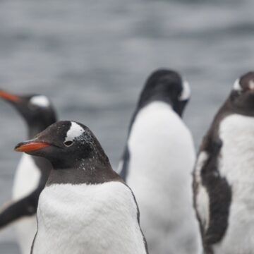 Grupo de pingüinos sobre un terreno pedregoso, en la costa, con el mar al fondo, símbolo de la biodiversidad marina chilena.