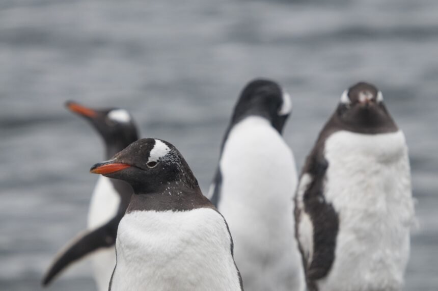 Grupo de pingüinos sobre un terreno pedregoso, en la costa, con el mar al fondo, símbolo de la biodiversidad marina chilena.