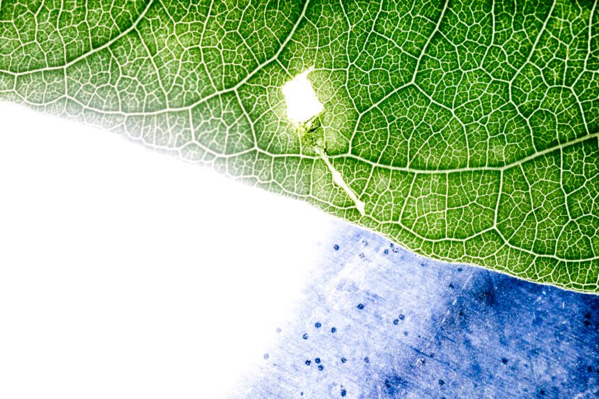 Detalle microscópico de una hoja verde con una iluminación que simula conexión energética, evocando el vínculo entre la naturaleza y la energía limpia.